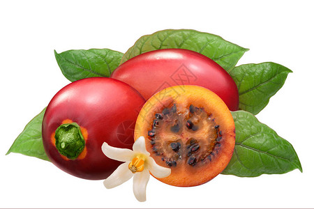 罗望子Solanumbetaceum背景图片