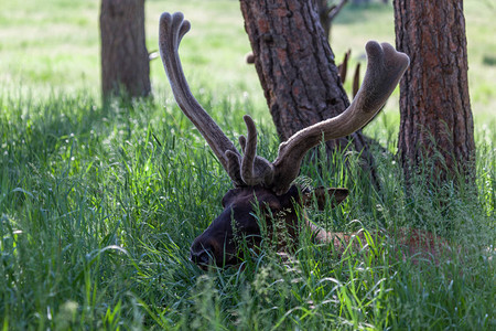 一只雄鹿躺在深春草丛中只有头和天图片