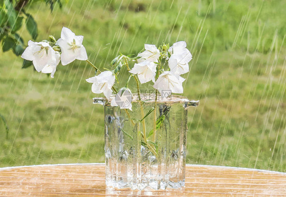 花瓶里的白铃在夏雨下图片