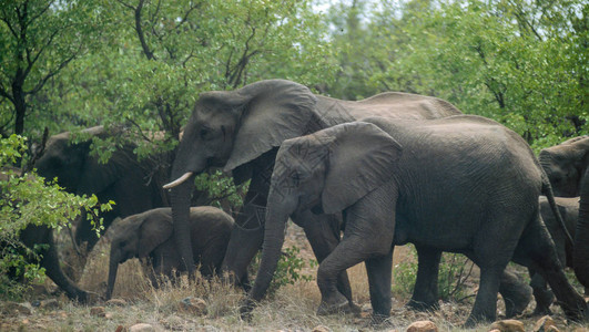 一群非洲大象移入南非克鲁格公园KrugerNation图片