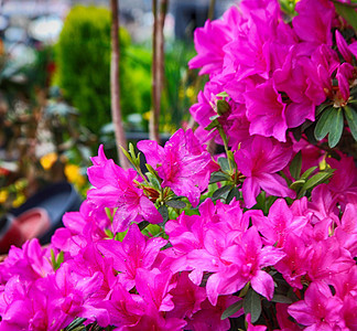 光州全罗道韩国亚洲五颜六色的春花图片