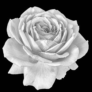 单色美术静物花卉宏观花卉图像在黑色背景上的一朵孤立开花盛开的玫瑰花图片
