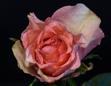 黑色背景上一朵孤立的粉色红橙开花玫瑰花的亮色静物花卉宏观花卉肖像图片