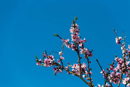 春天樱花盛开湛蓝天空上的树枝细节图片
