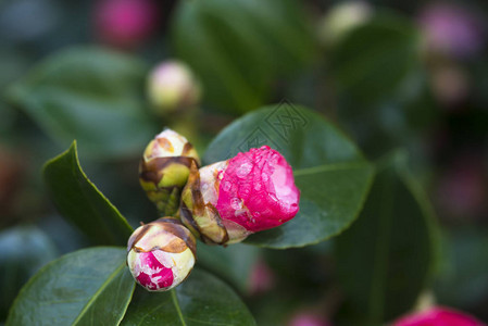 在郁葱的绿色植物中盛开的粉红色玫瑰花图片