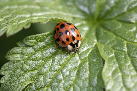 绿叶瓢虫背景图片