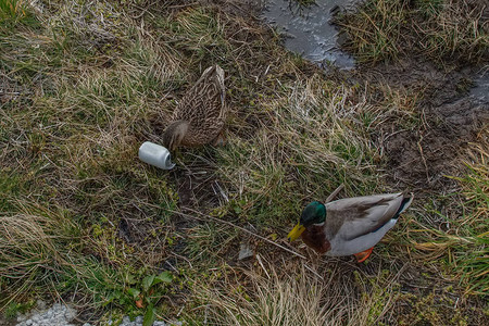两只小鸭子的环境图象和苏格兰湖边的废弃饮料罐头Scottish图片