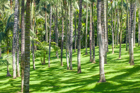 种植棕榈油树田间农业工航空自然背景和图片