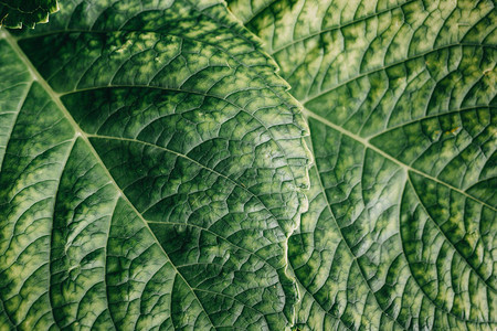 绿色植物背景自然美绿色植物小图片