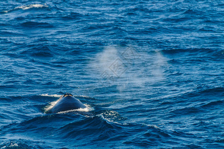 南亚特兰海中浮出水面的南方露脊鲸Eubalaenaaustral图片