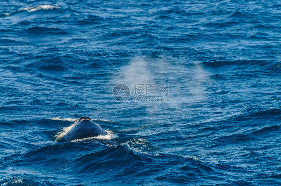 南亚特兰海中浮出水面的南方露脊鲸Eubalaenaaustral图片