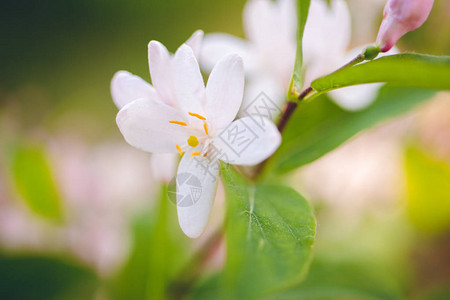 春背景苹果树的精细花朵在绿色图片