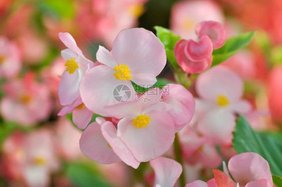 海棠海棠xsemperflorenscultorum图片