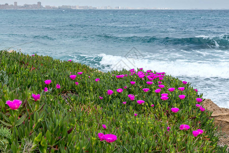 地中海沿岸的Portulak图片