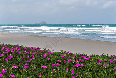 地中海沿岸的Portulak图片