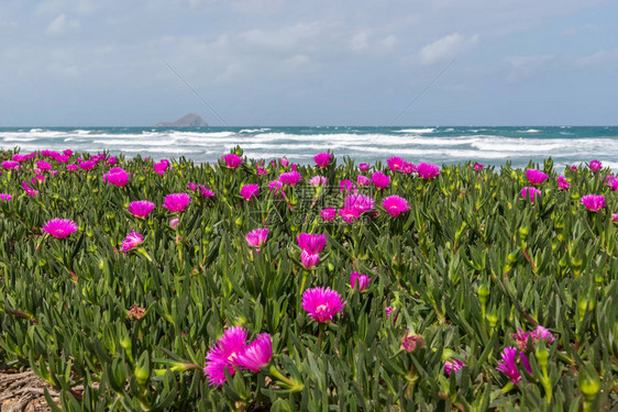 地中海沿岸的Portulak图片