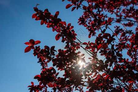 野樱桃树的红叶图片