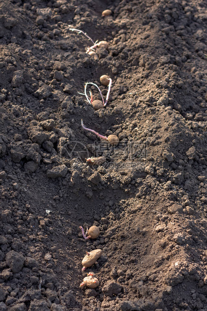 在地床上春季种植马铃薯块茎图片
