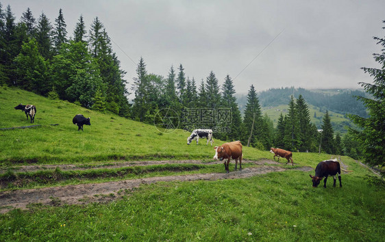 在山坡上吃草的牛群图片
