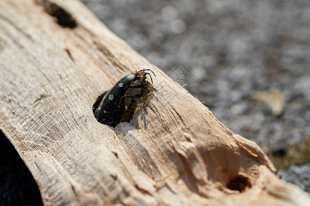 亚洲长角甲虫Anoplophophoraglabripennis卡在图片
