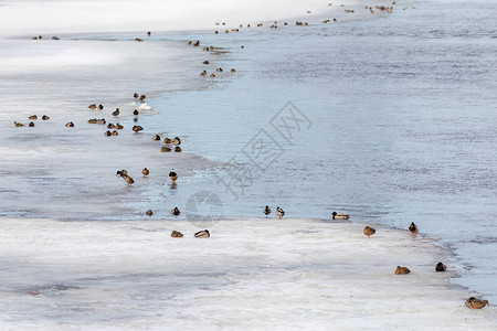 春天河冰上的鸭群背景图片