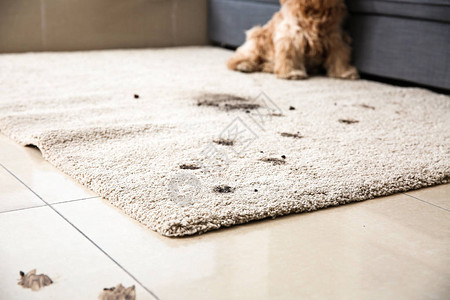 地毯上的脏狗足迹图片