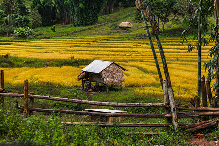 黑米稻田泰国的农业和绿背景