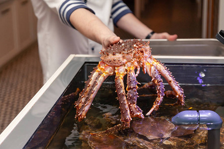 白色制服的厨师米其林餐厅拿着新鲜的大堪察加蟹精英五星级酒店菜单中的概念健康食品生活方式有用的海鲜背景