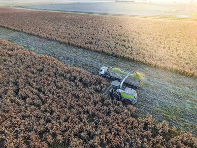 阿根廷拉潘帕的高粱收获图片