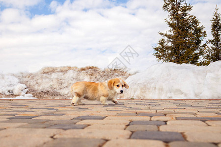 可爱的红色威尔士柯基犬彭布罗克小狗在户外散步跑步在白雪公园冬季玩乐图片