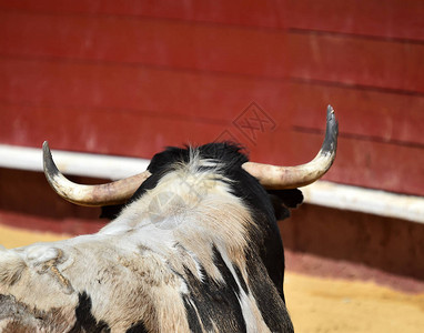 勇敢的公牛在西班图片