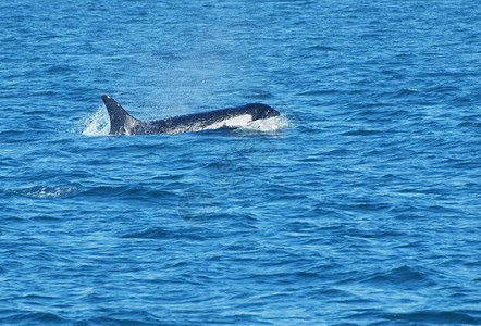 虎鲸在海洋中图片