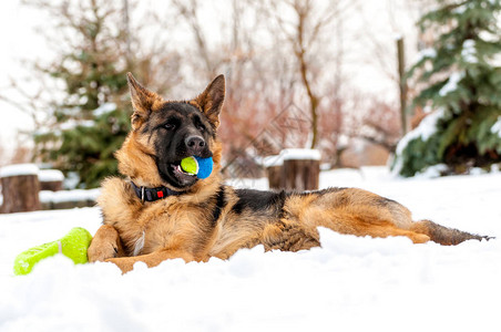 一只美丽的德国牧羊犬狗在冬天的雪地里玩图片