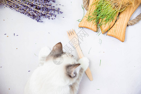 白猫生态木叉健康餐底平布局背景图片