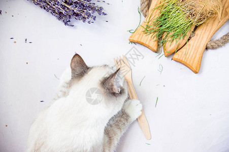 带生态木叉的白猫可健康背景图片
