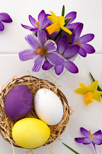 复活节鸡蛋和紫色鳄鱼白背景的节日装图片