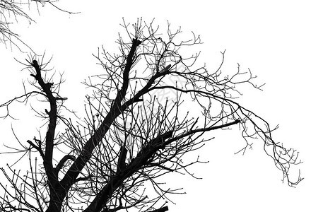 在白色背景上隔离的无叶树枝的高对比度黑白图像没有叶背景图片