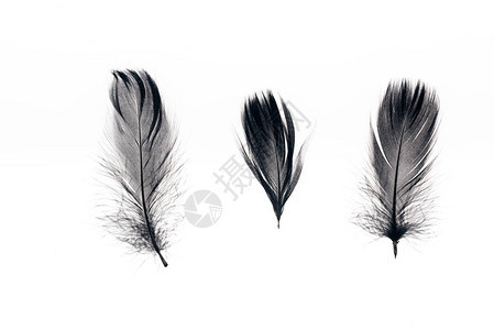 3个黑色轻量级羽毛在白背景图片
