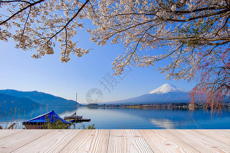 富士山和美丽的粉红色樱花背景图片