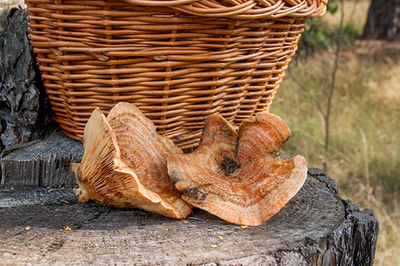 收获在秋天惊人的食用蘑菇藏红花牛奶盖被称为橙色牛奶盖图片