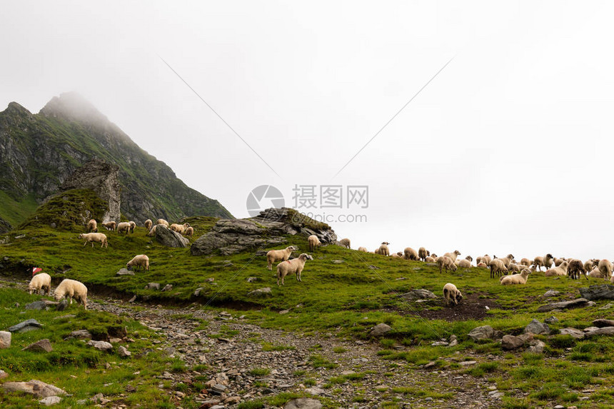 罗马尼亚喀尔巴阡山的迷雾日在绿山图片