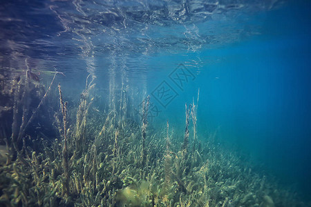 被淹没的树木被淹没在水下湖泊新鲜丛林水图片