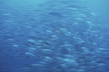 水下大型鱼群水下世界海洋生态系统等许多图片