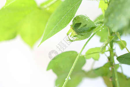 种植棉花植物绿色棉花植物留下背景图片