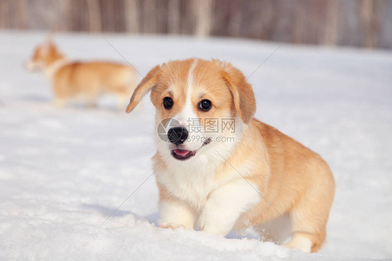 许多可爱的红种威尔士柯基彭布罗克小狗在户外散步在白雪公园冬季森林玩乐图片