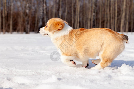 红色威尔士柯基犬彭布罗克小狗在户外散步跑步在白雪公园冬季森林玩乐图片