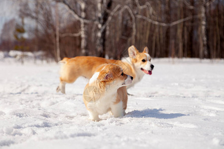红色威尔士柯基犬彭布罗克小狗在户外散步在白雪公园冬季森林玩乐图片