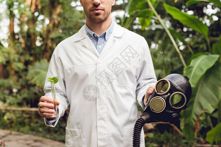 科学家对白色大衣中带有橡胶防橡胶面具和玻璃瓶以及橙色植物样本的科学图片