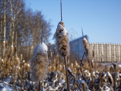 冬天池塘里的雪地里的藤条莫斯科图片
