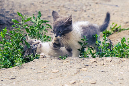 小猫咪流浪可爱的宠物动图片